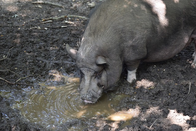 马竞队的锋 马竞队的锋